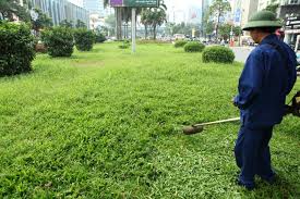 Dịch vụ cắt tỉa cỏ cây
